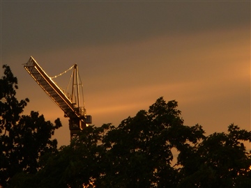 cranes in the trees