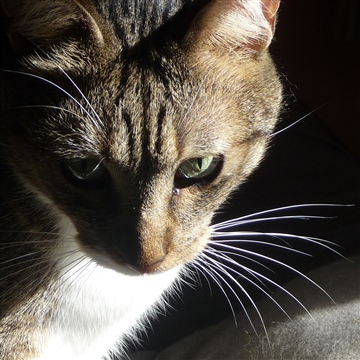 portrait of cat