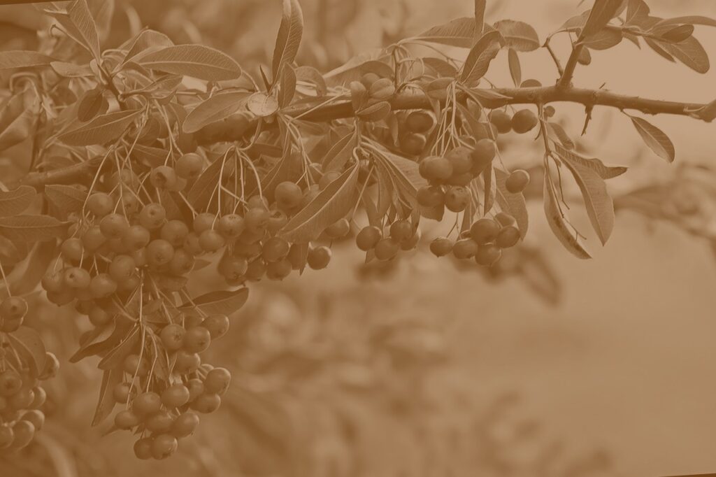 Ramo di olivo carico di olive, viraggio seppia
