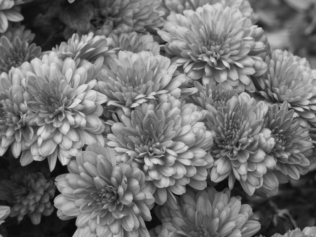 Mazzo di crisantemi in fiore, fotografia in bianco e nero