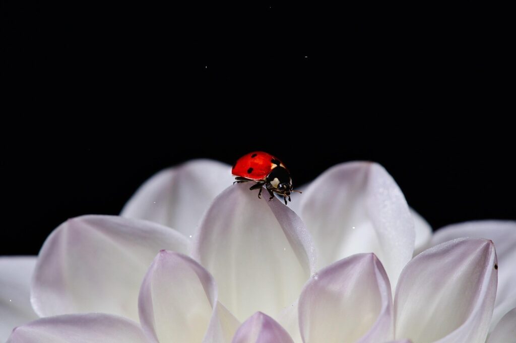 Coccinella su petali bianchi di ninfea, su fondo nero