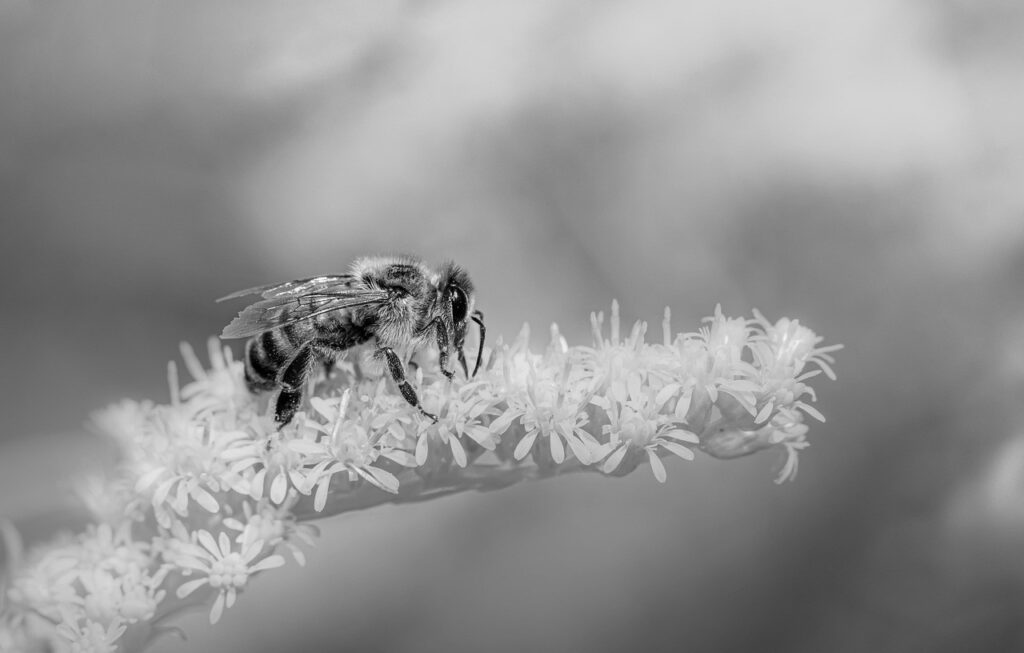 Ape su un fiore, macrofotografia in bianco e nero