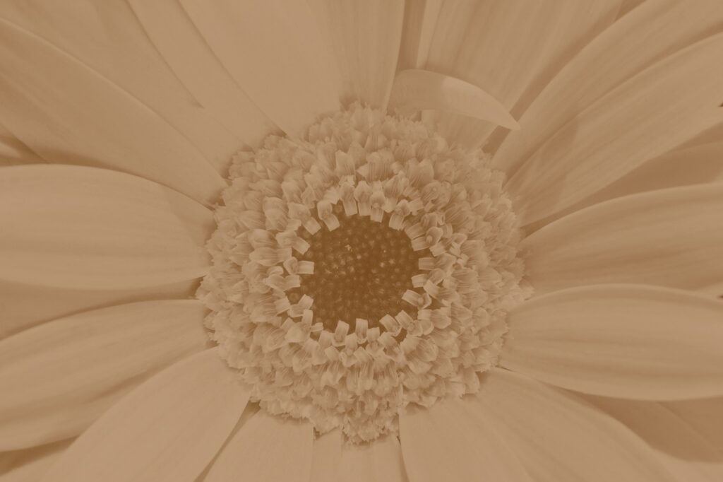 Cuore di una gerbera in primo piano, viraggio seppia