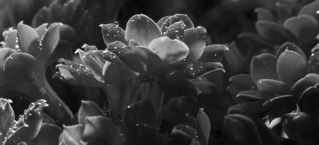 Piante grasse in fiore, macrofotografia in bianco e nero