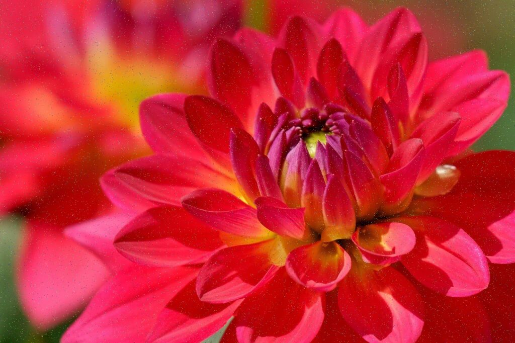 Dalia rossa in primo piano