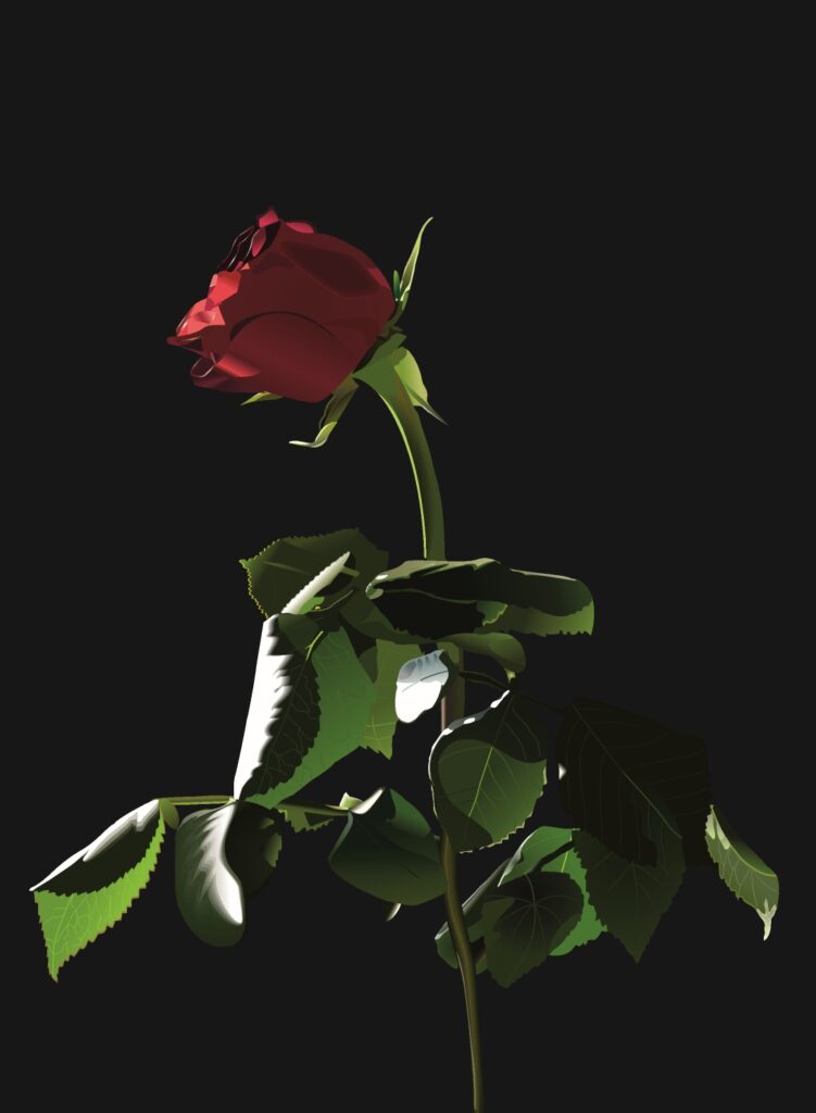 Illustrazione vettoriale di una rosa rossa su fondo nero